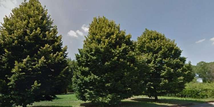 Scambisti e sesso ai giardini pubblici, multe per 70 mila euro