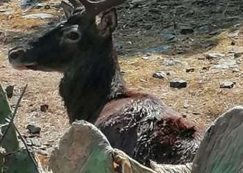 Cervo ucciso a colpi di fucile a Pula: è caccia ai bracconieri