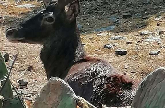 Cervo ucciso a colpi di fucile a Pula: è caccia ai bracconieri