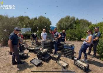 Liberati oltre 2.600 uccelli, erano destinati al mercato illegale