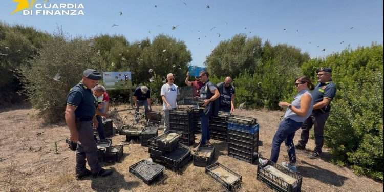 Liberati oltre 2.600 uccelli, erano destinati al mercato illegale
