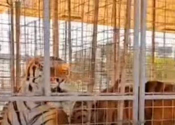 Circhi: 4 animali sequestrati in Puglia