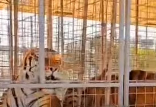 Circhi: 4 animali sequestrati in Puglia