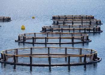 Via libera all’adozione del piano per le zone di acquacoltura