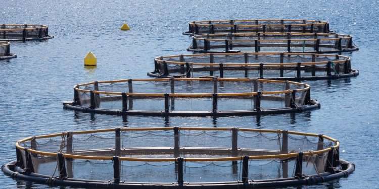 Via libera all’adozione del piano per le zone di acquacoltura