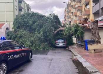 Paura a Cagliari, albero crolla in viale Sant’Avendrace