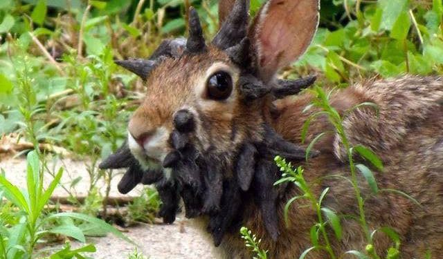 Dolci coniglietti diventano mostri e non è Gremlins 3