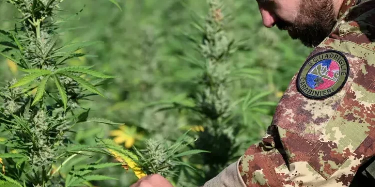 Stavano per trasferire una piantagione di marijuna, arrestati