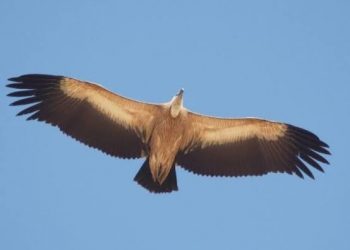 Il grifone torna nel Gennargentu