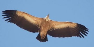 Il grifone torna nel Gennargentu