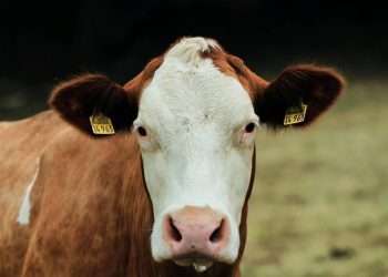 Dermatite nodulare in Sardegna: l’ombra lunga dei vaccini biotech