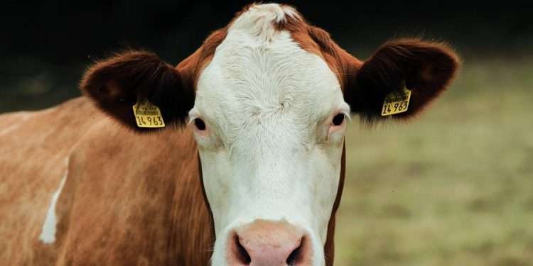 Dermatite nodulare in Sardegna: l’ombra lunga dei vaccini biotech