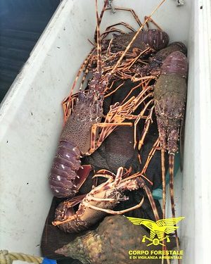 Pesca illegale a Villaputzu: la stazione forestale sequestra aragoste e tritoni mediterranei