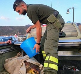 Recupero esemplare di Caretta Caretta a Teulada