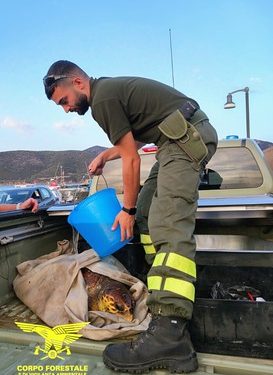 Recupero esemplare di Caretta Caretta a Teulada