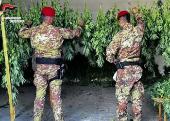 Scoperta piantagione di marijuana a Ghilarza, un arresto