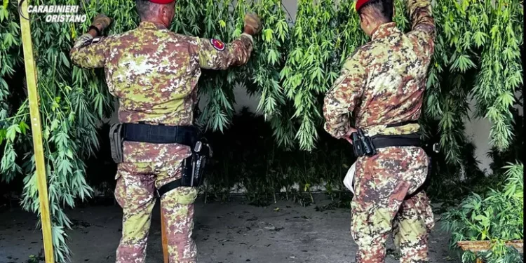 Scoperta piantagione di marijuana a Ghilarza, un arresto