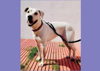 Buone notizie per Teodora: avviato il percorso di adozione per la cagnolina che viveva al Parco di Monte Urpinu