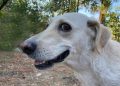 Quartu, Microchip-Day al Parco Matteotti