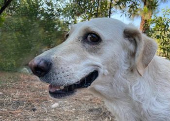 Quartu, Microchip-Day al Parco Matteotti