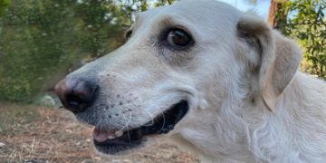 Quartu, Microchip-Day al Parco Matteotti