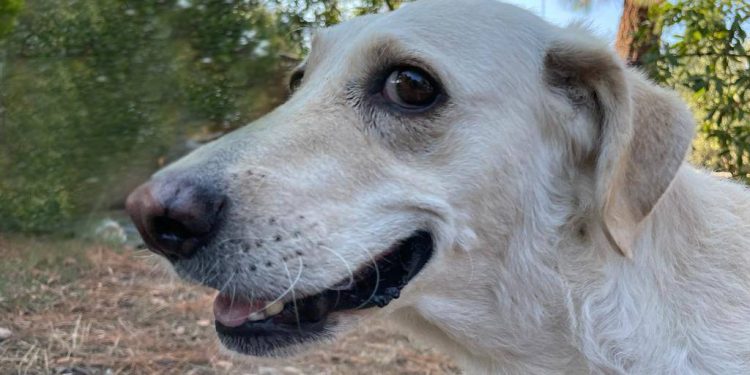 Quartu, Microchip-Day al Parco Matteotti