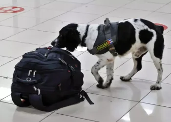 Martedì primo volo con 2 cani in cabina senza trasportino