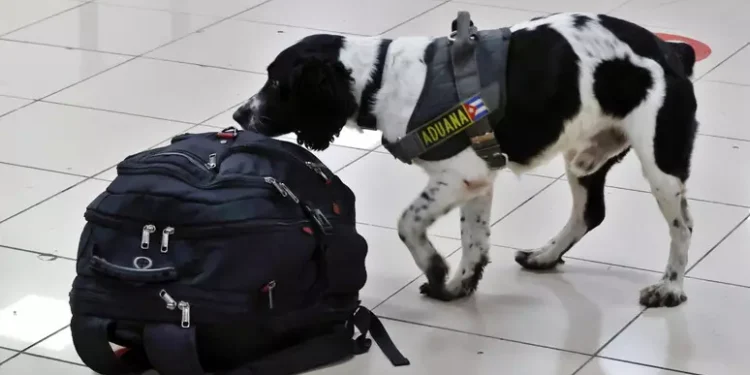 Martedì primo volo con 2 cani in cabina senza trasportino