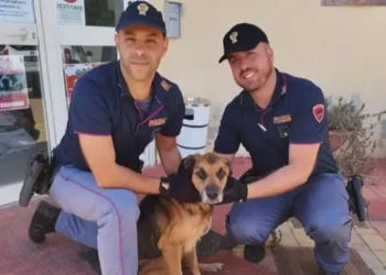 Cane denutrito e rinchiuso a Sassari, denunciato il proprietario