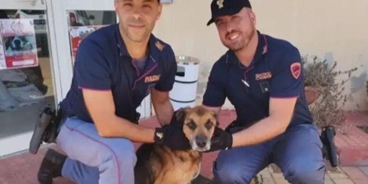 Cane denutrito e rinchiuso a Sassari, denunciato il proprietario