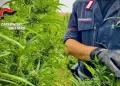Piantagione marijuana sequestrata a Santu Lussurgiu, un arresto
