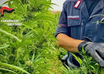 Piantagione marijuana sequestrata a Santu Lussurgiu, un arresto