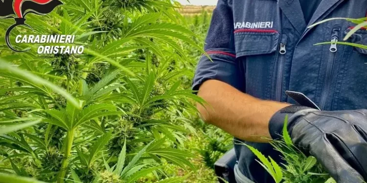 Piantagione marijuana sequestrata a Santu Lussurgiu, un arresto