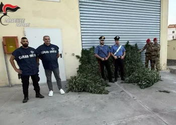 Scoperta in Goceano una piantagione di marijuana, un arresto