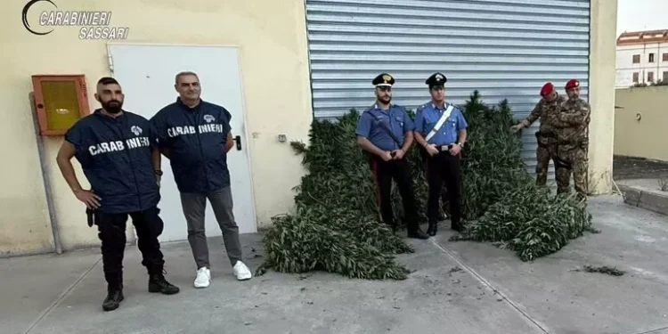 Scoperta in Goceano una piantagione di marijuana, un arresto