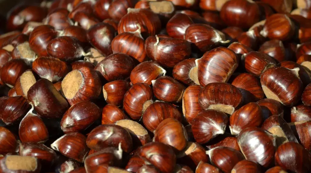 Produzione di castagne in Italia: dati e previsioni