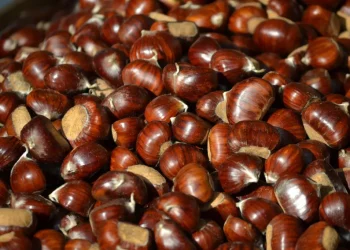 Produzione di castagne in Italia: dati e previsioni