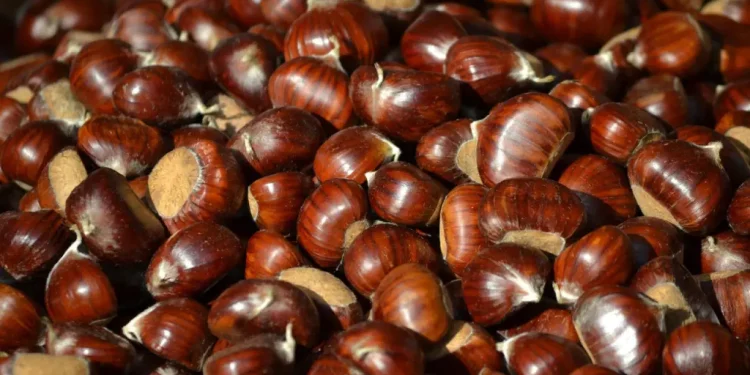 Produzione di castagne in Italia: dati e previsioni