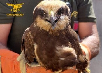Siapiccia: recuperato un falco di palude in difficoltà