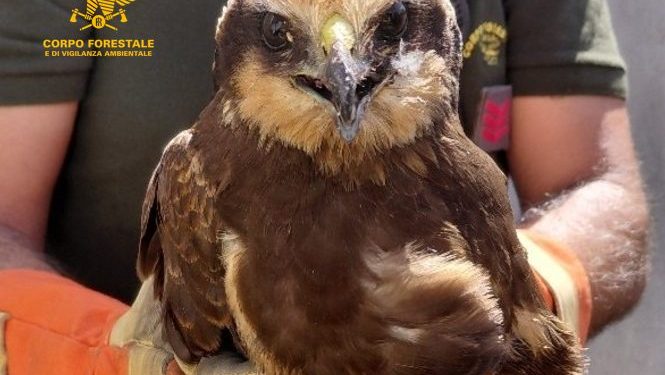 Siapiccia: recuperato un falco di palude in difficoltà