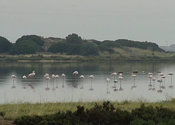 Giornata europea del Patrimonio: visita al sito neolitico lagunare di Cuccuru Ibba