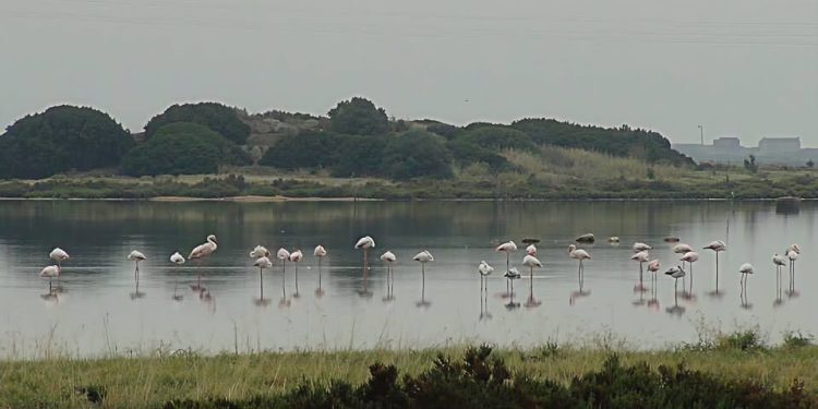 Giornata europea del Patrimonio: visita al sito neolitico lagunare di Cuccuru Ibba