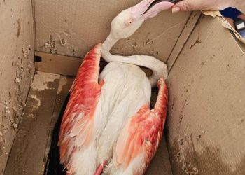 Il Corpo Forestale recupera un fenicottero ferito nell’area protetta dello Stagno di Santa Gilla