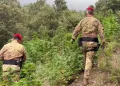 Desulo, scoperta piantagione di marijuana: arrestato un 20enne