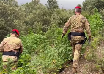 Desulo, scoperta piantagione di marijuana: arrestato un 20enne