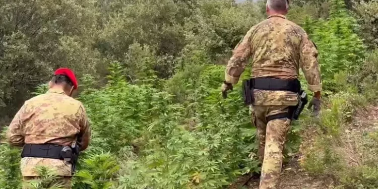 Desulo, scoperta piantagione di marijuana: arrestato un 20enne