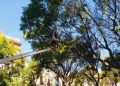 Cagliari, potatura della fitolacca al Giardino sotto le mura