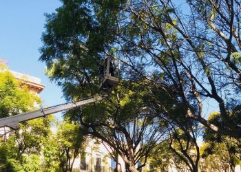 Cagliari, potatura della fitolacca al Giardino sotto le mura