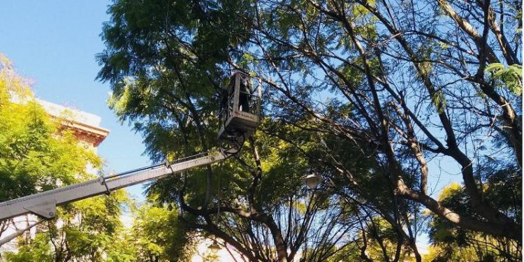 Cagliari, potatura della fitolacca al Giardino sotto le mura