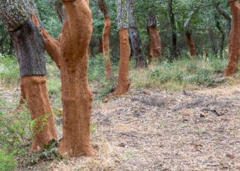 Sugherete: 30 mila ettari da difendere, la Giunta regionale rinnova lo stato di emergenza fitosanitaria